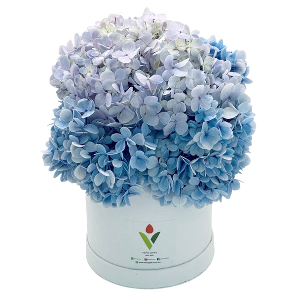 Heva Gifts: Blue Hydrangea Flower