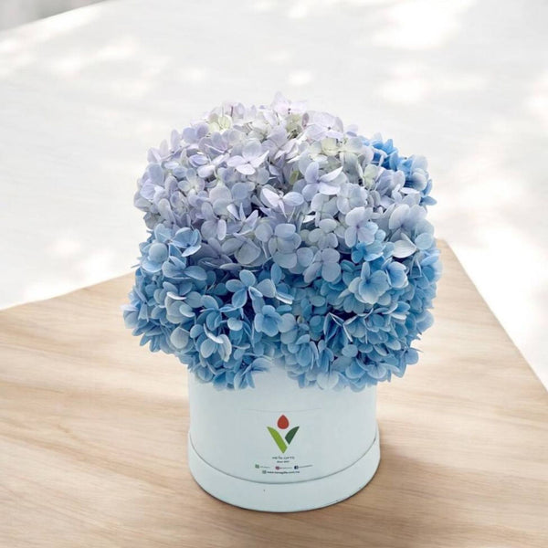 ANIL Blue Hydrangea in Box