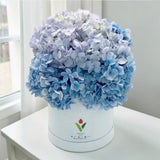 Anil blue hydrangea box arrangement KL online flower delivery Heva Gifts
