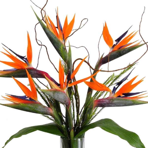 Tropical Flower arrangement