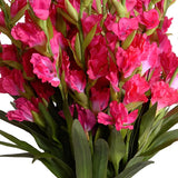 Pink Gladiolus flowers delivery