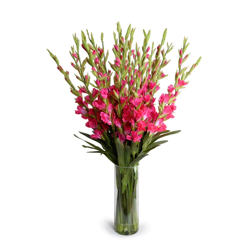 Pink Gladiolus vase arrangement