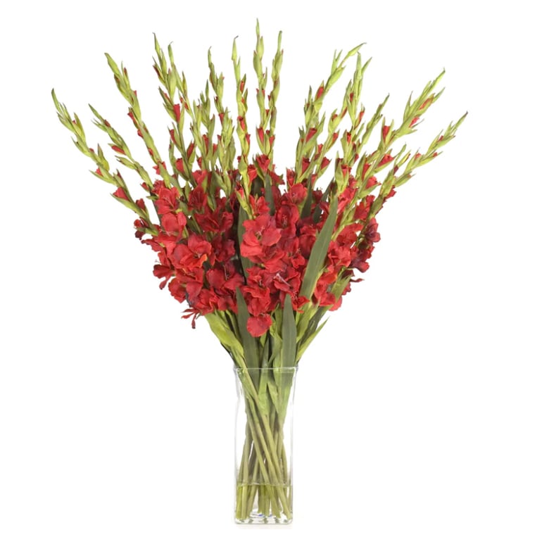 Gladiolus flower delivery 