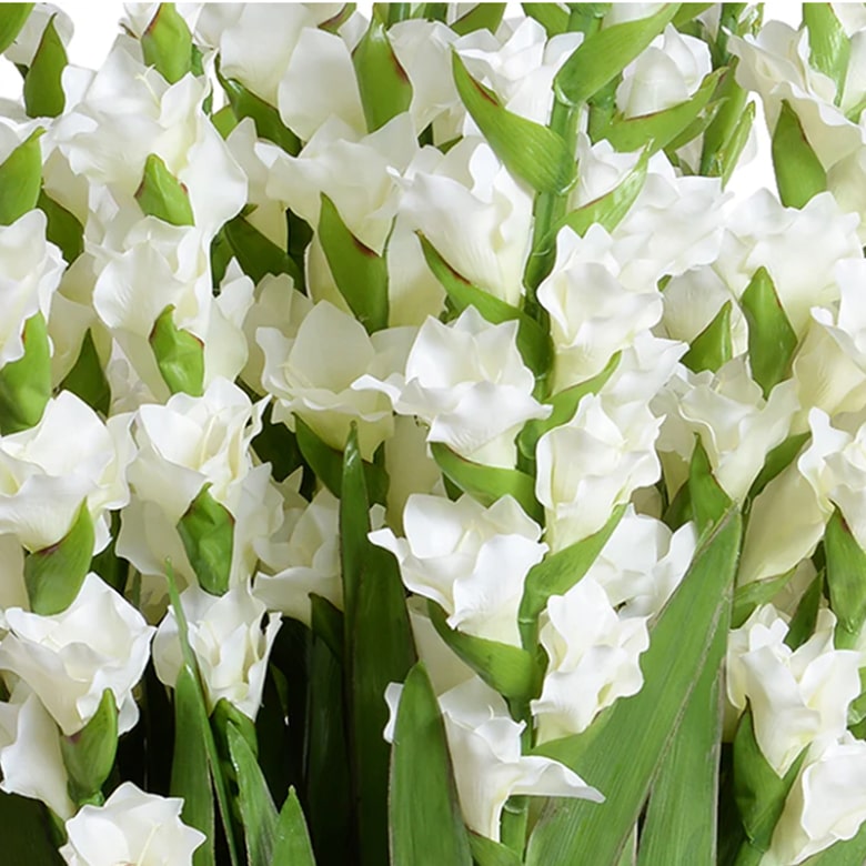 White Gladiolus flowers