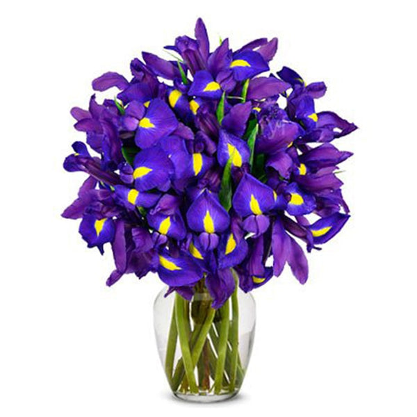 Iris flower delivery