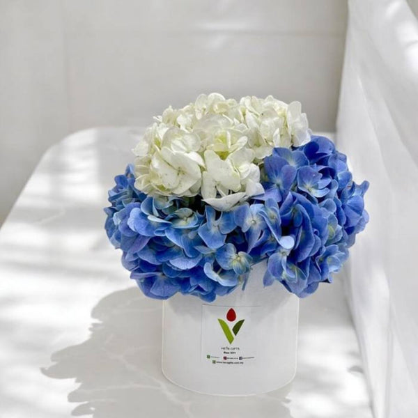 Joanna White and  Blue Hydrangea in Box